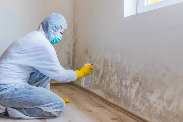 Licensed Mold Testing service in Denver, CO - WQB Mold Removal